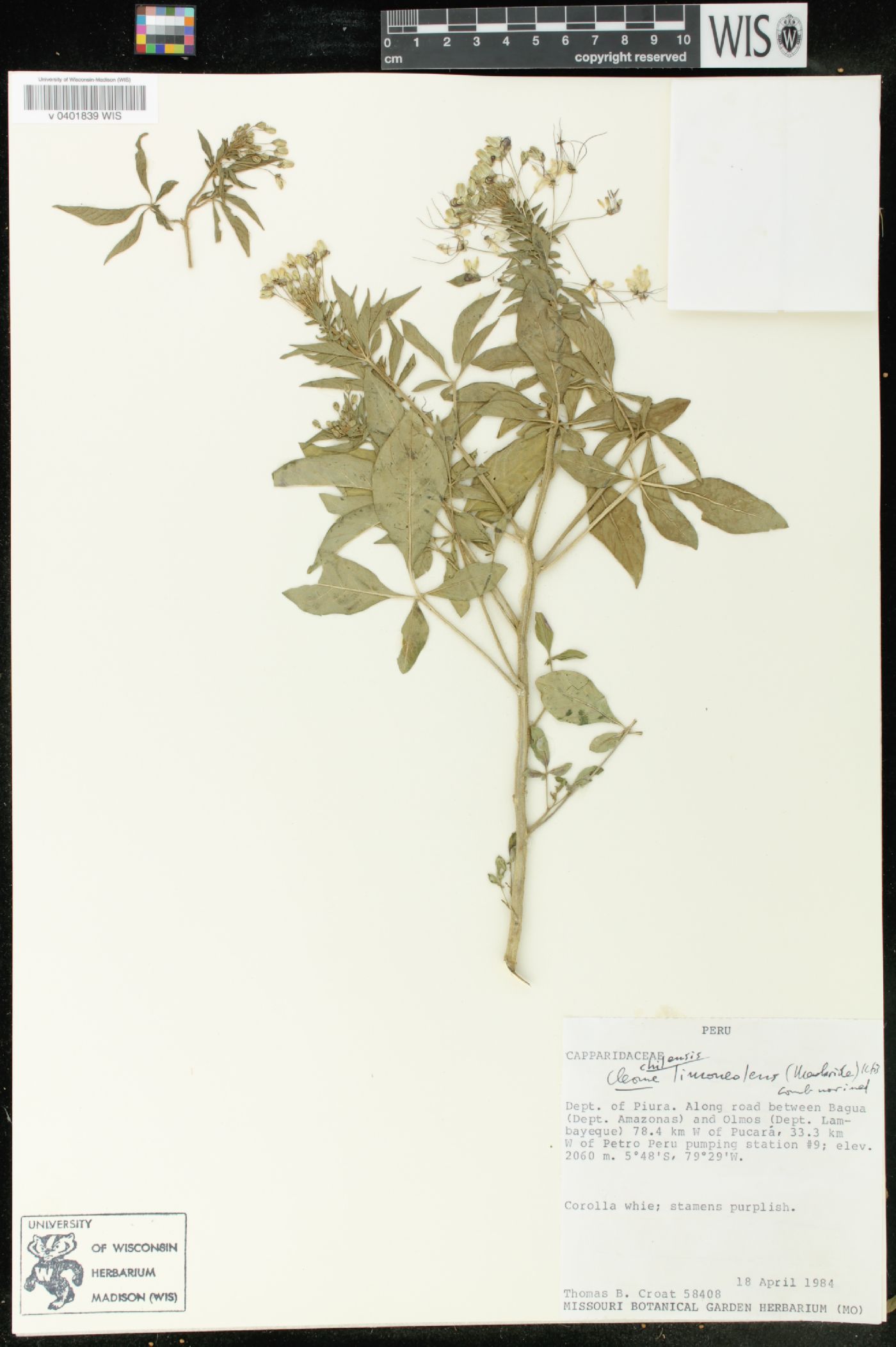 Cleome chilensis image