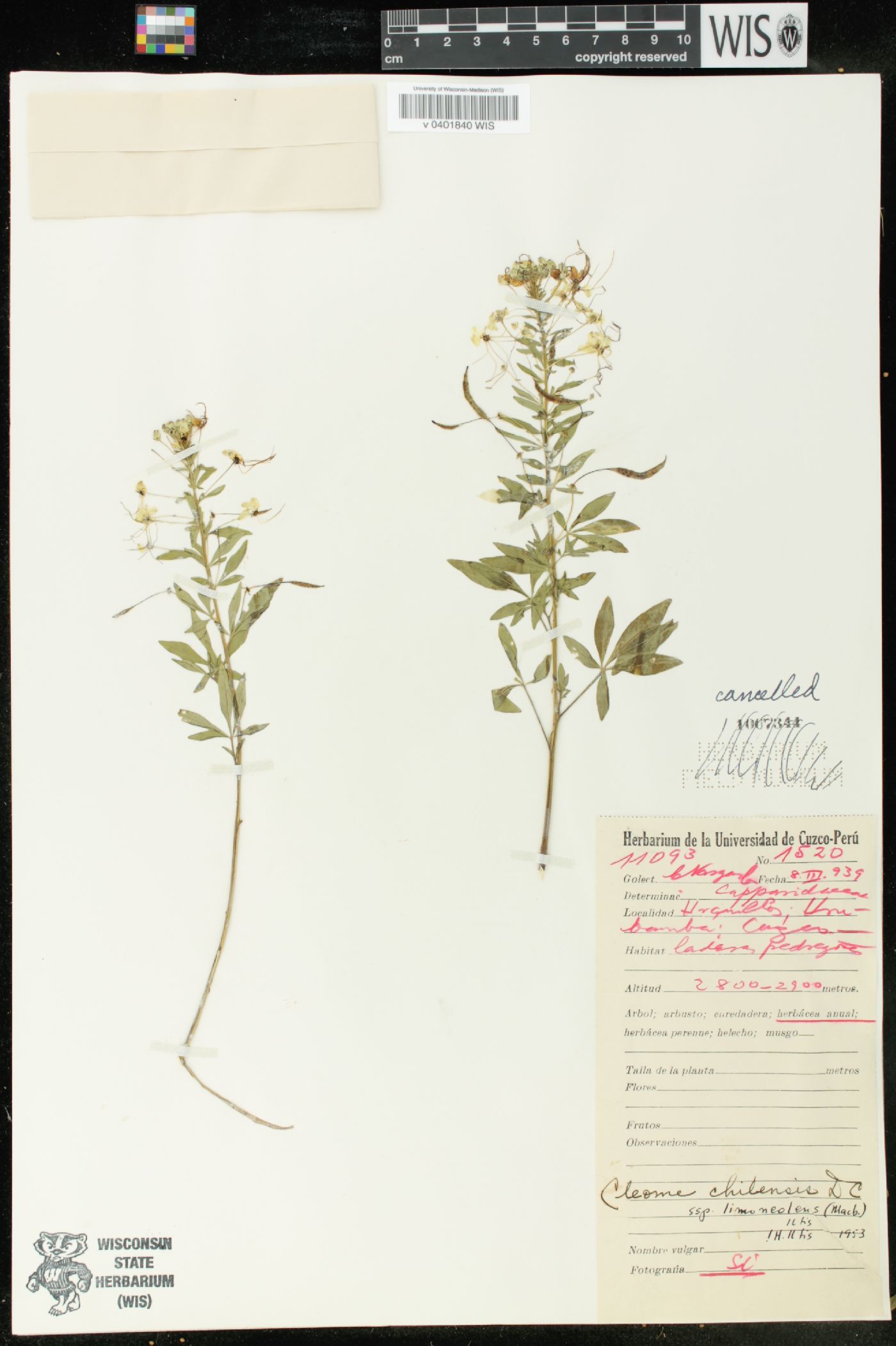 Cleome chilensis image