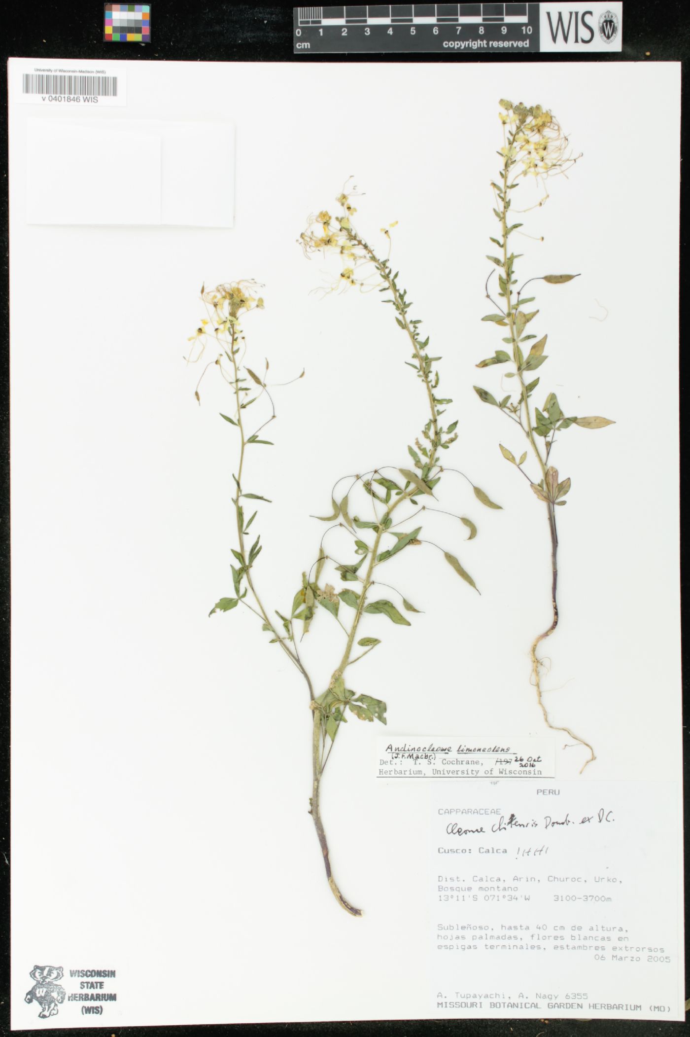 Cleome chilensis image