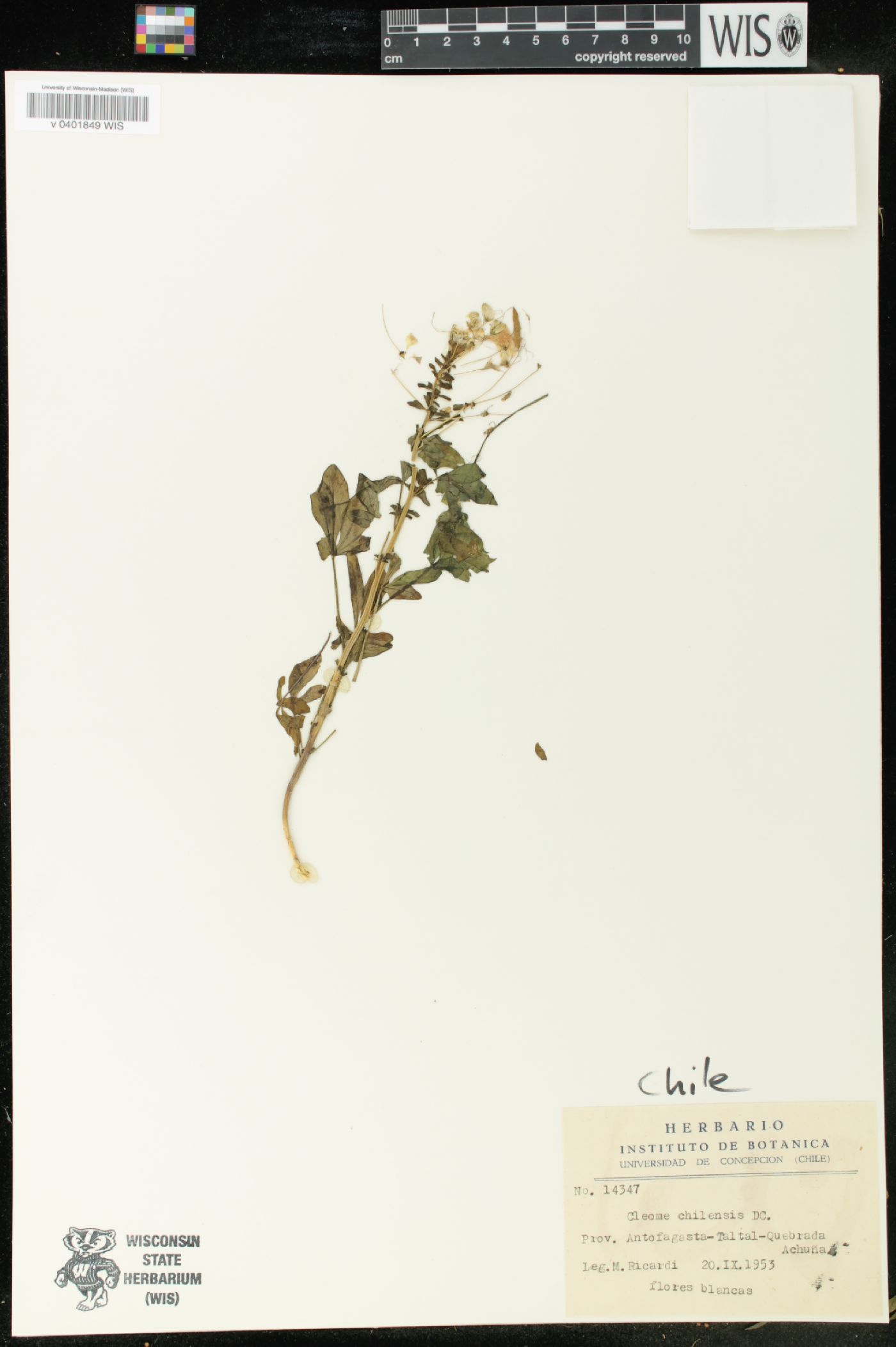 Cleome chilensis image