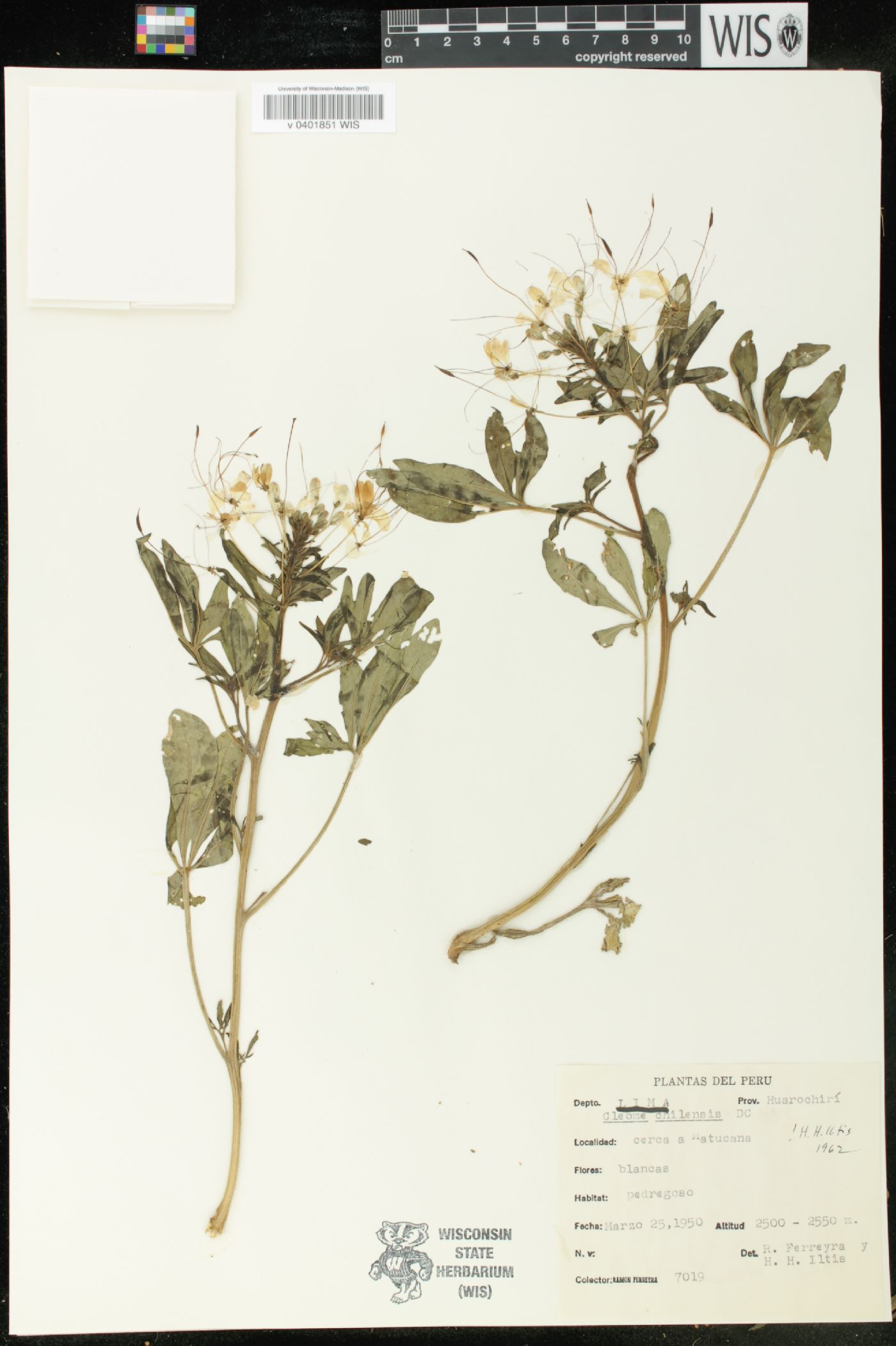 Cleome chilensis image