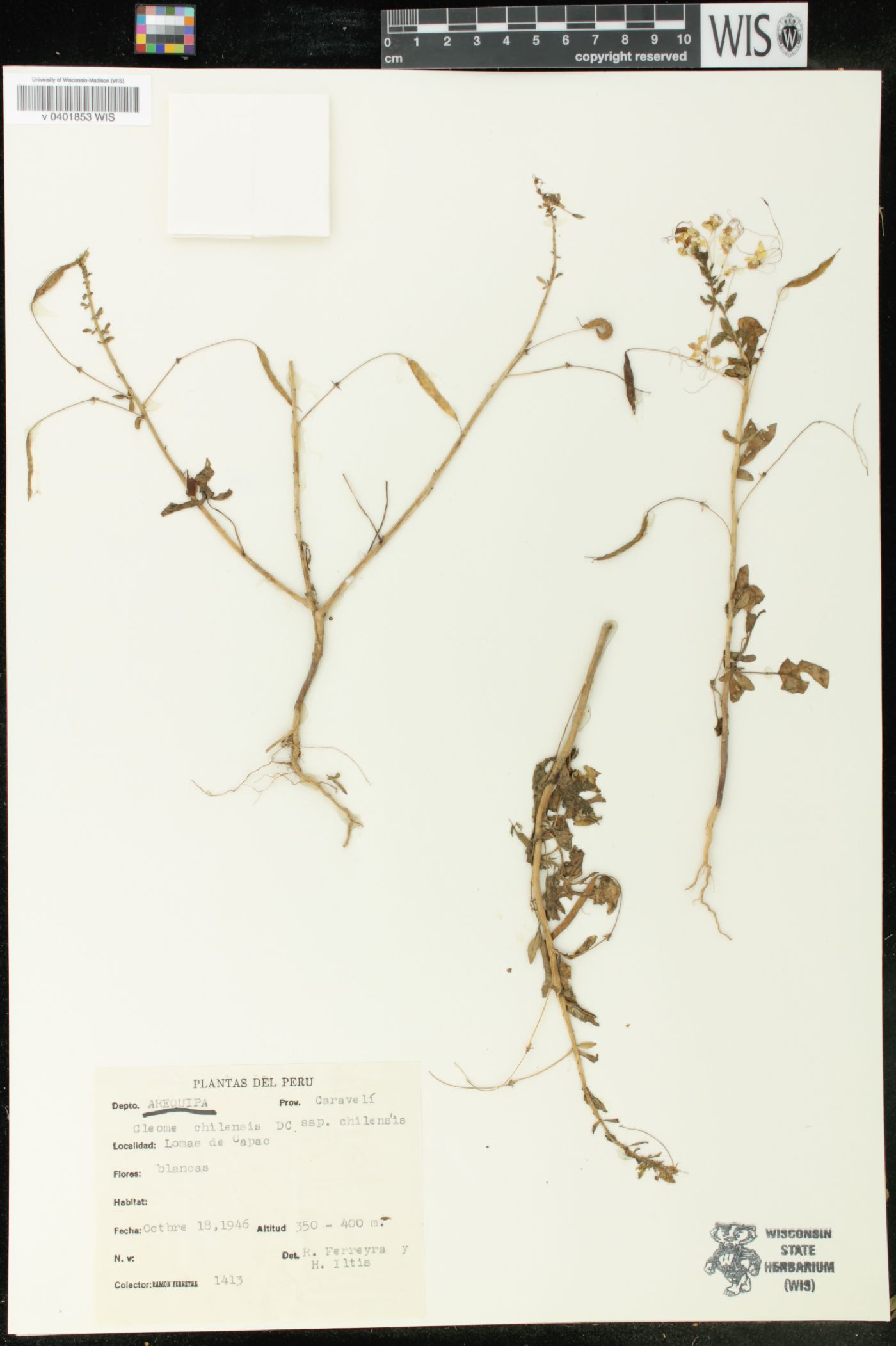 Cleome chilensis image