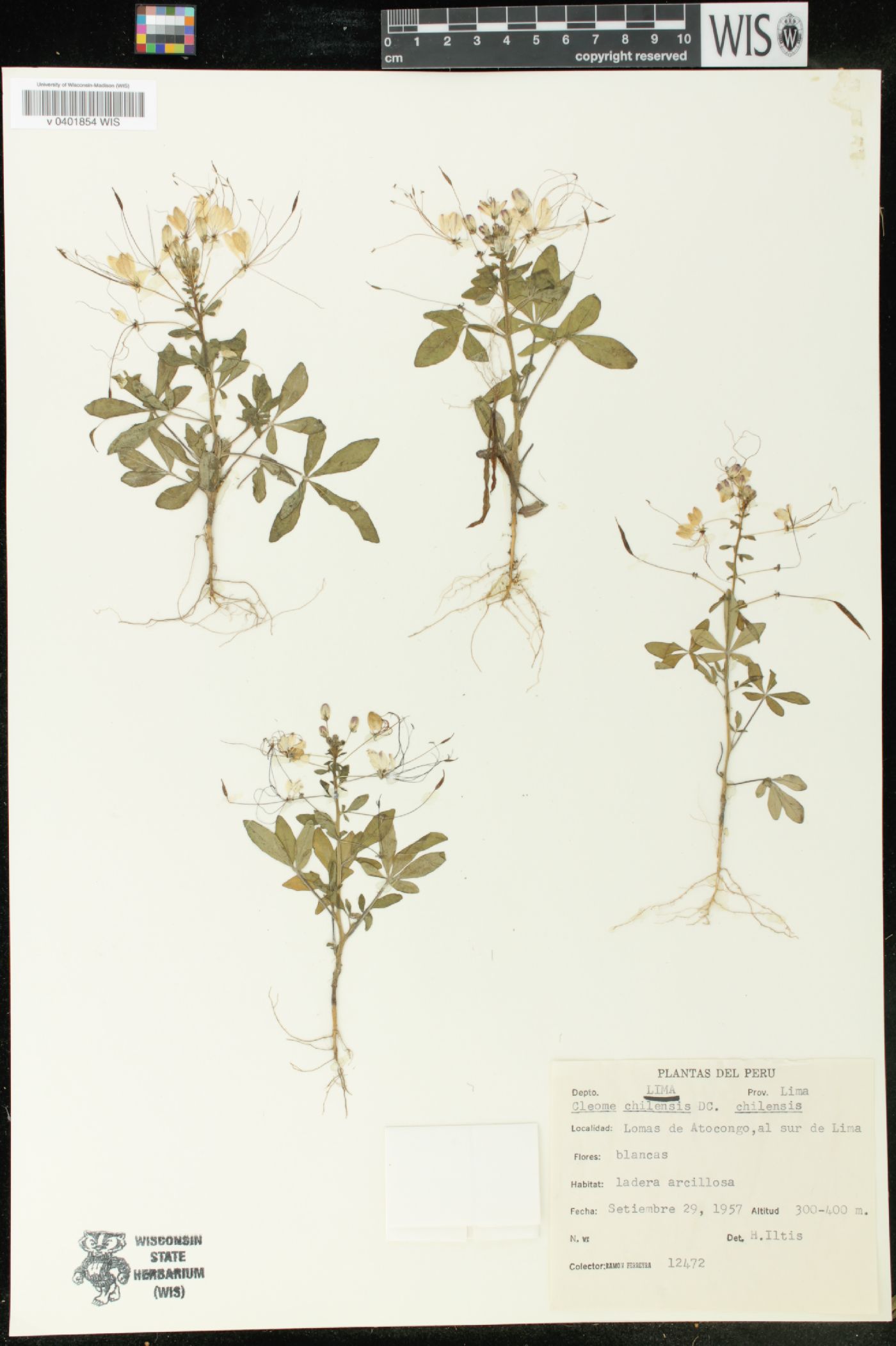 Cleome chilensis image