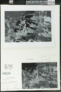 Cleome pilosa image