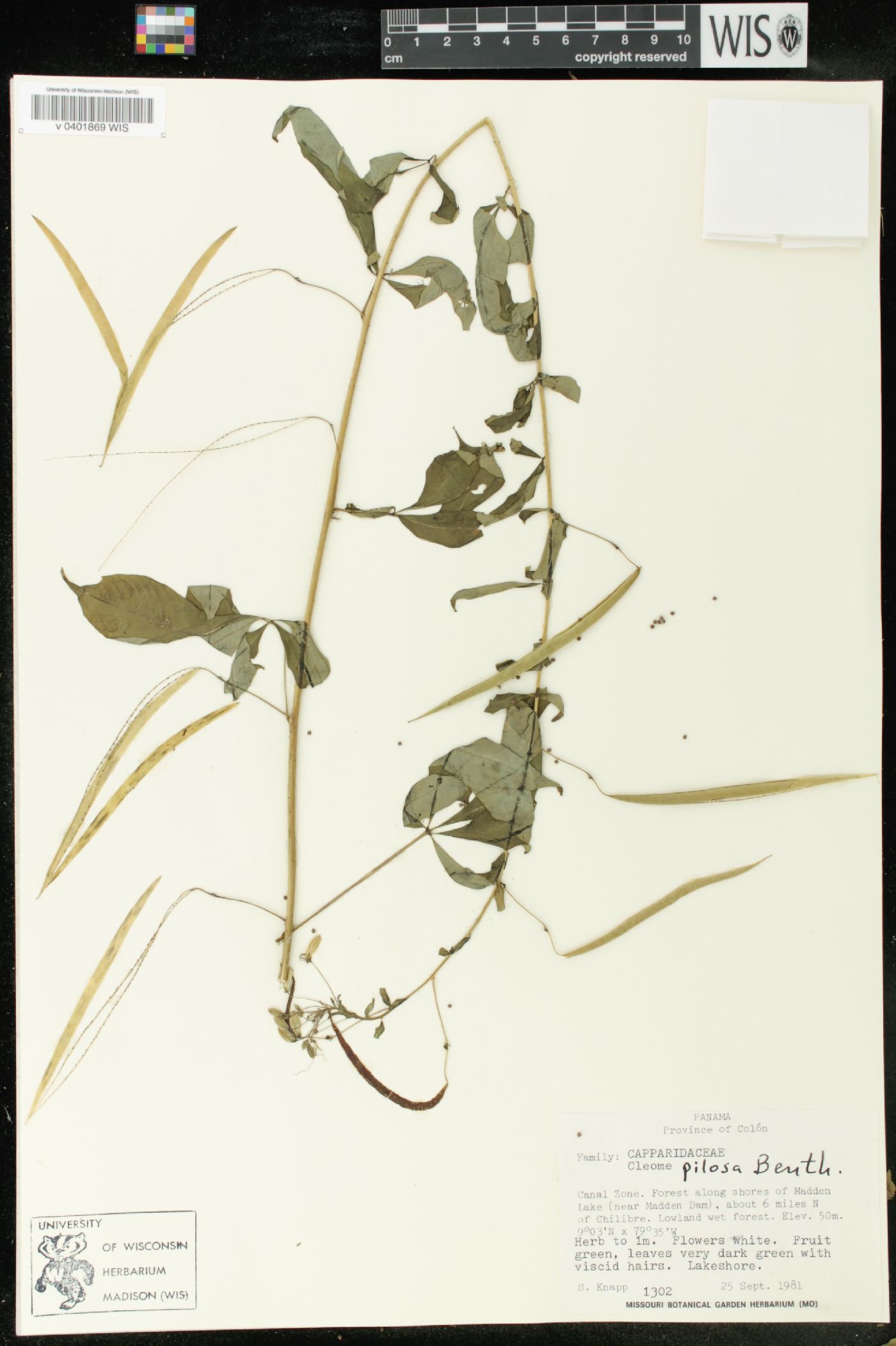 Cleome pilosa image