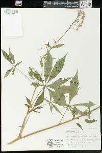 Cleome pilosa image