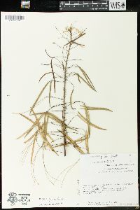 Cleome pilosa image