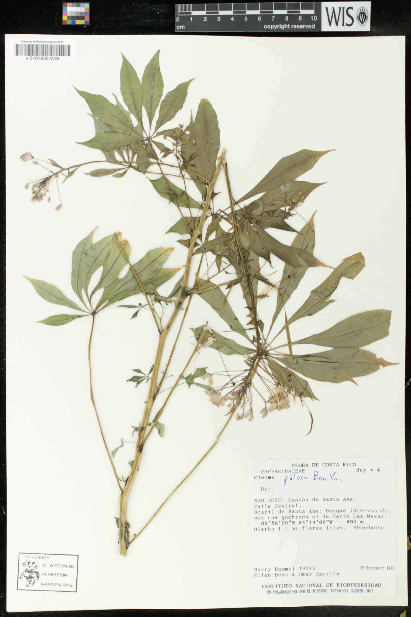 Cleome pilosa image