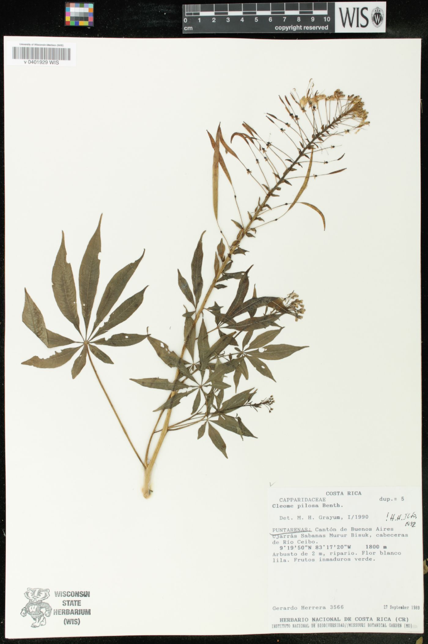 Cleome pilosa image
