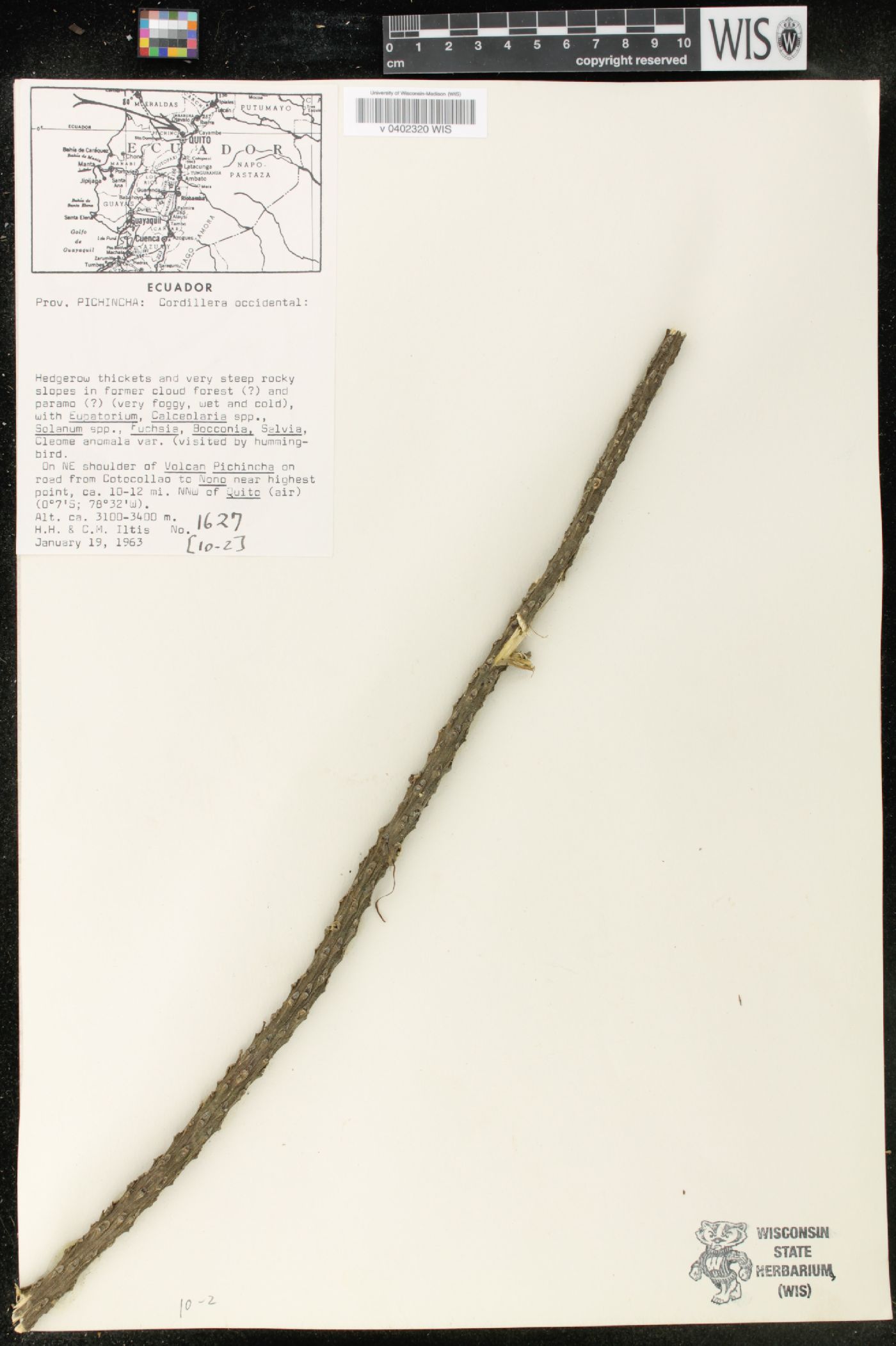 Cleome anomala image