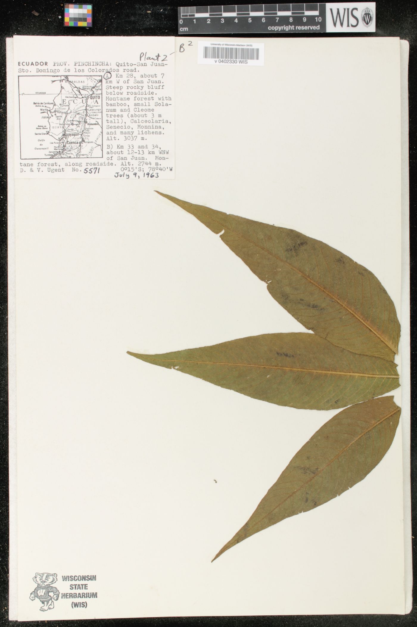 Cleome anomala image