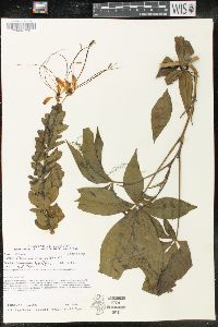 Cadaba aphylla image