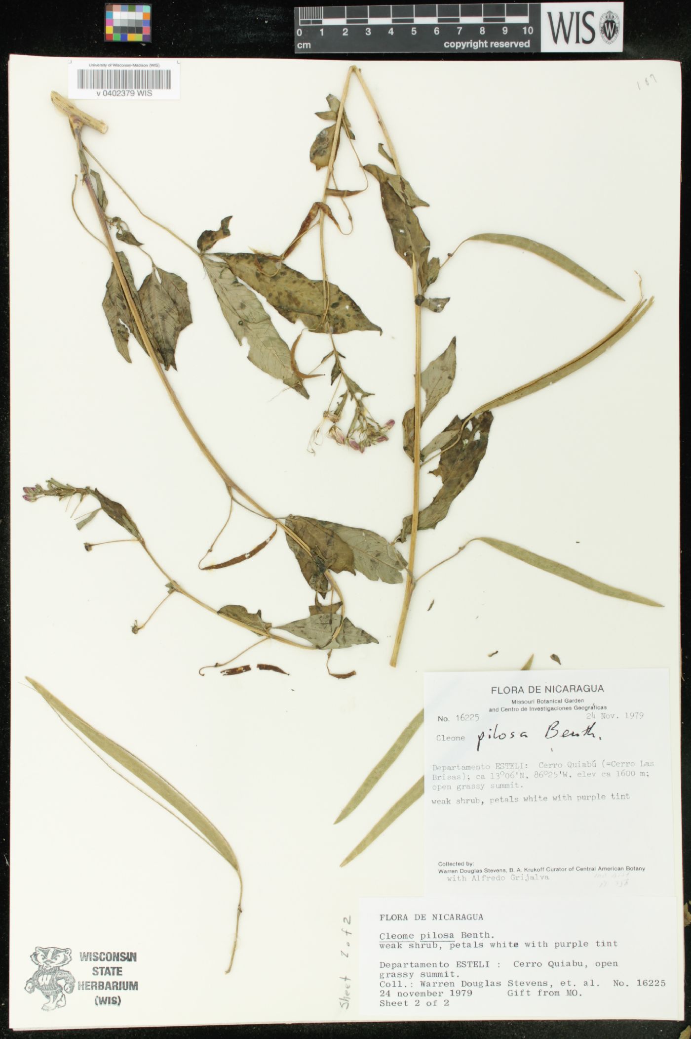 Cleome pilosa image