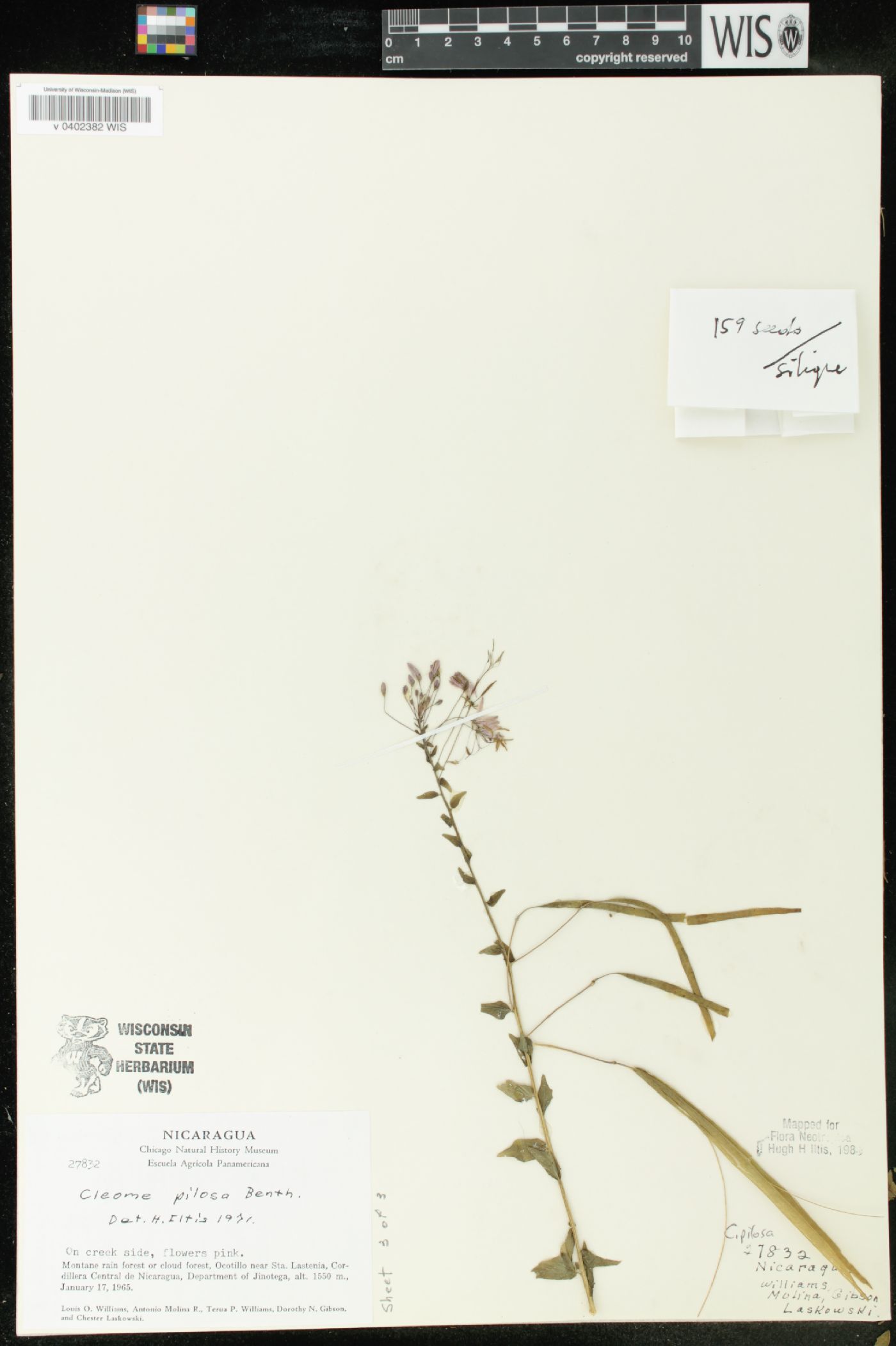 Cleome pilosa image