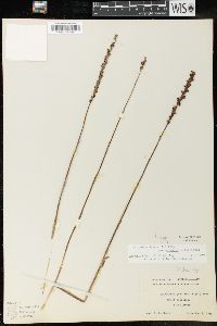 Spiranthes lacera image