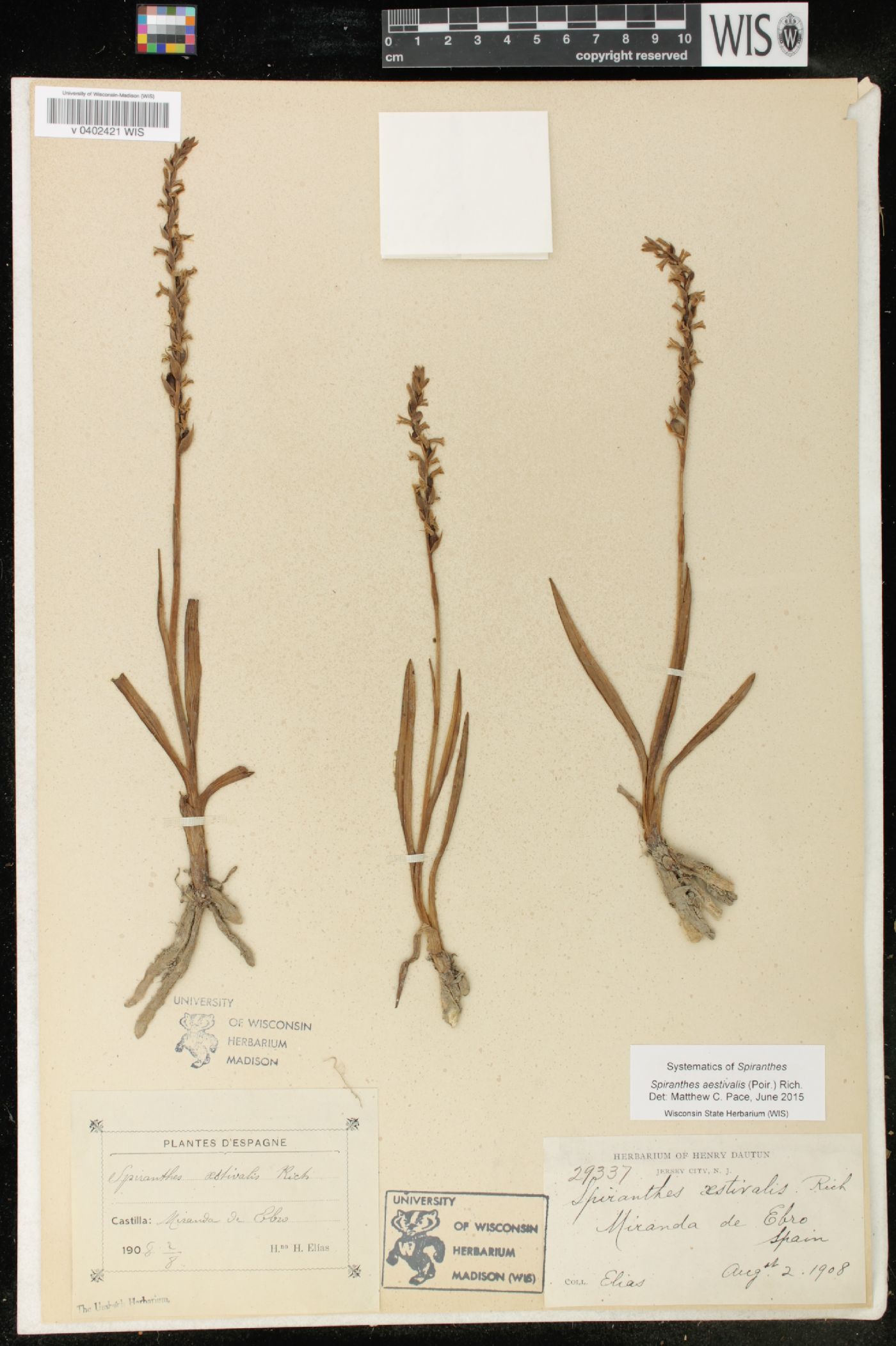 Spiranthes aestivalis image