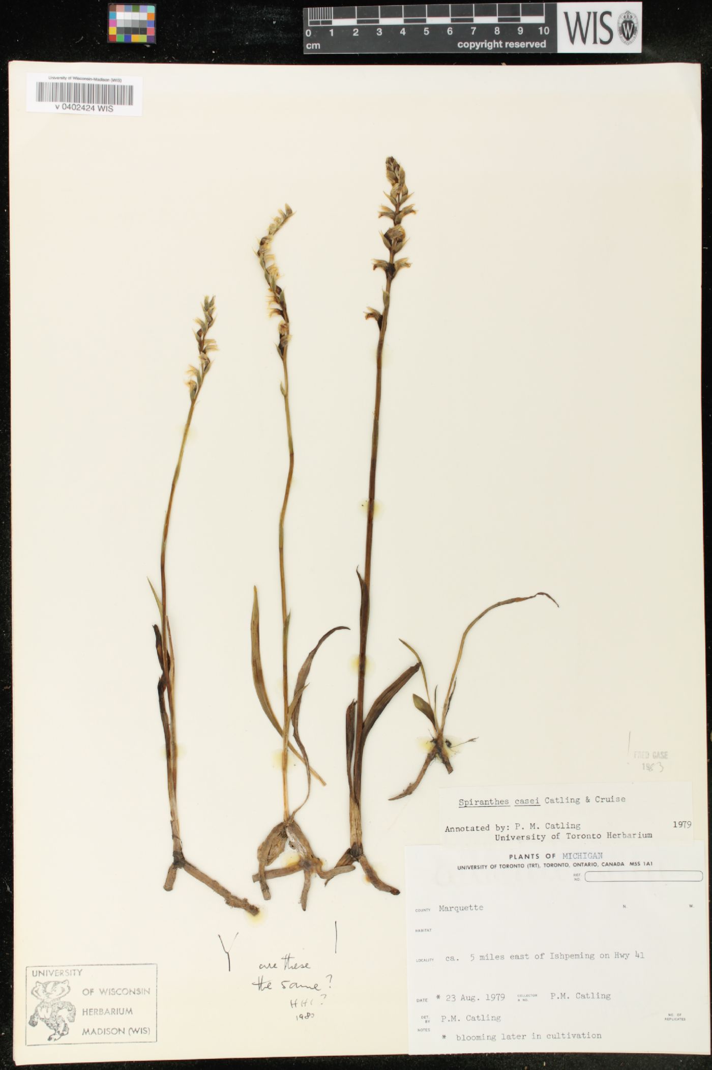 Spiranthes casei image