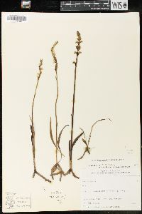 Spiranthes casei image