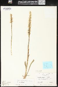 Spiranthes cernua image