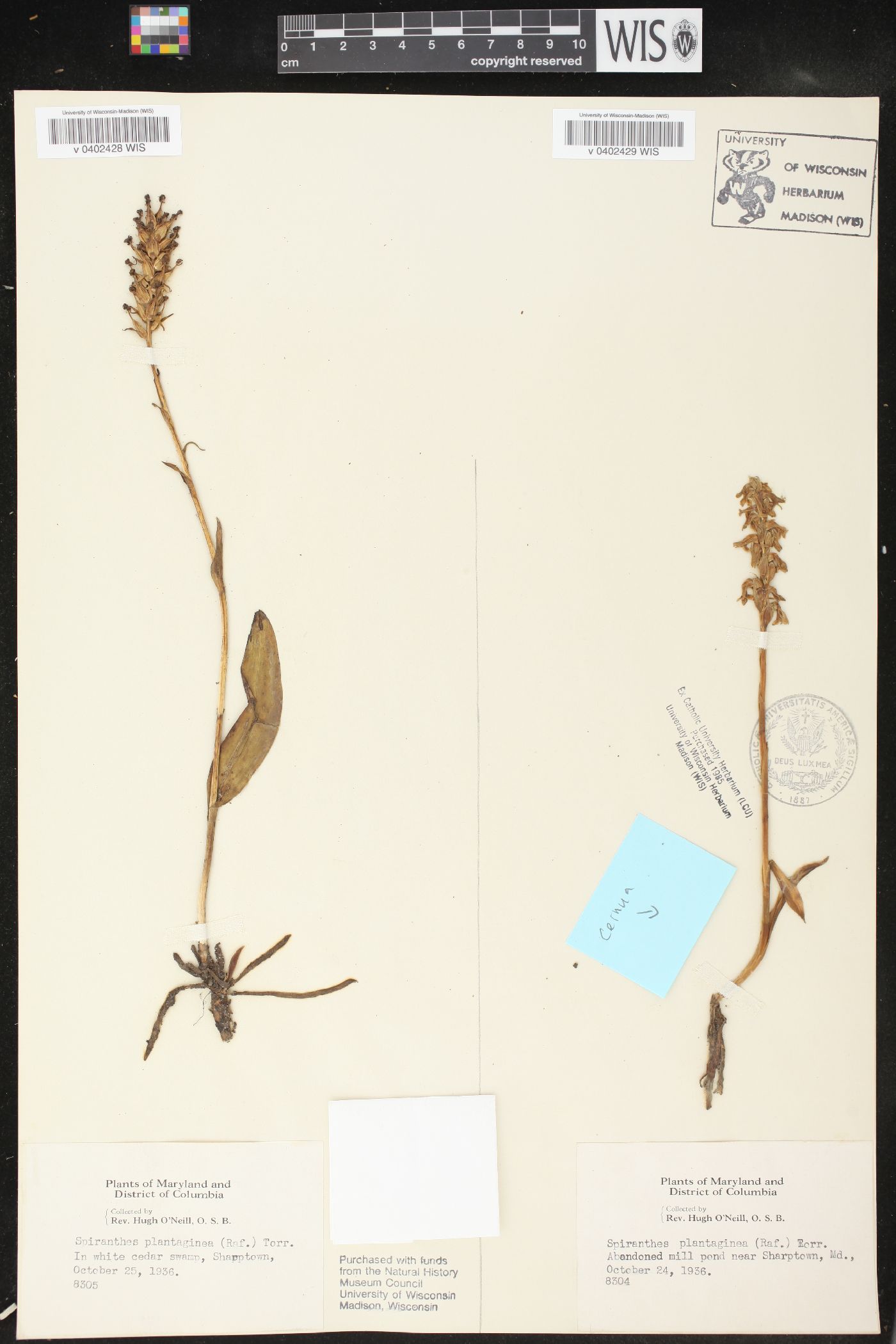 Spiranthes plantaginea image