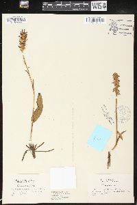 Image of Spiranthes plantaginea