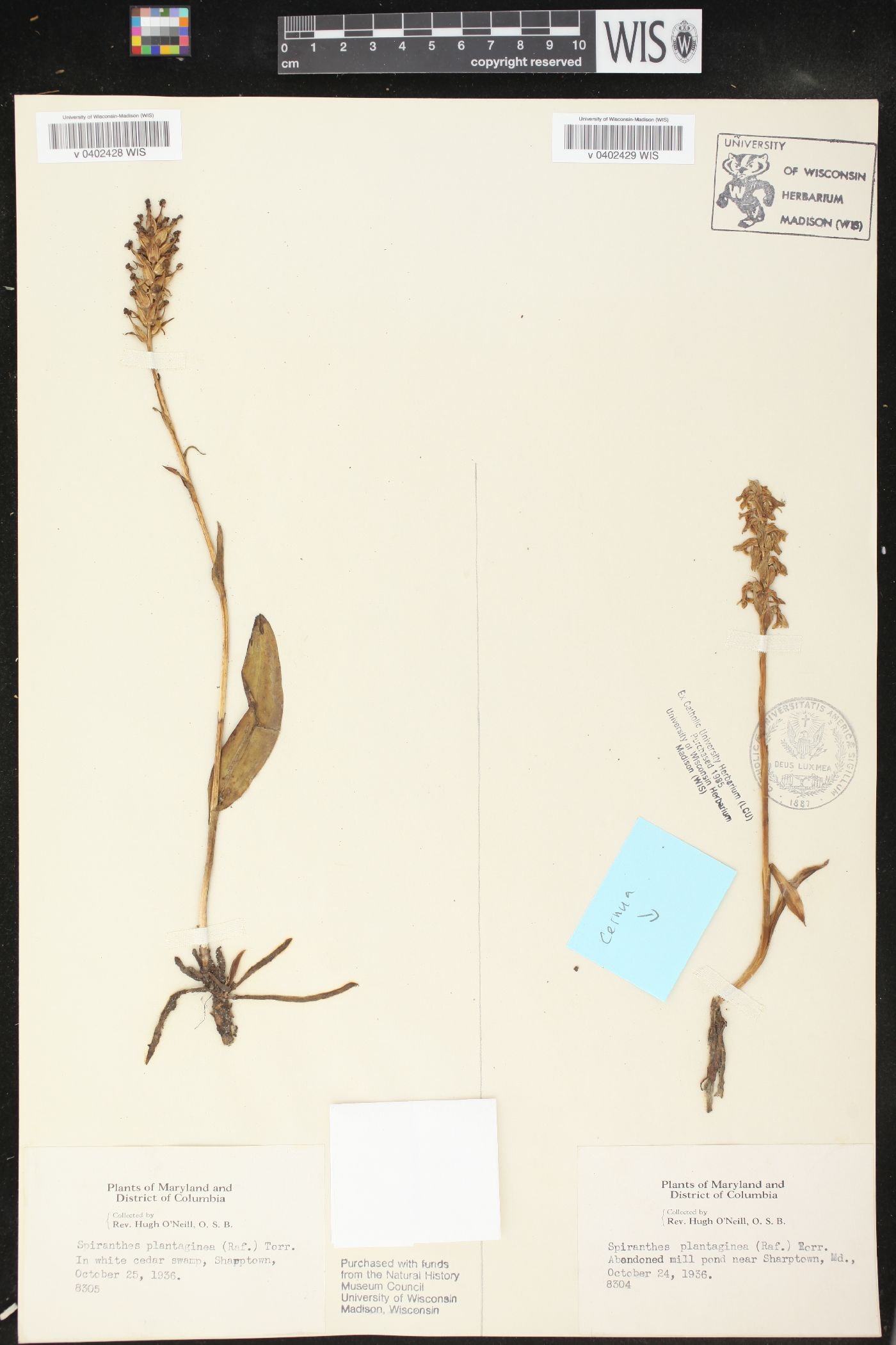 Spiranthes plantaginea image