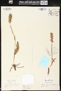 Spiranthes plantaginea image