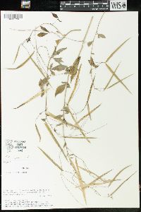 Cleome pilosa image