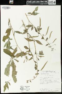 Cleome pilosa image