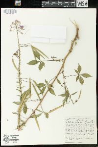 Cleome pilosa image