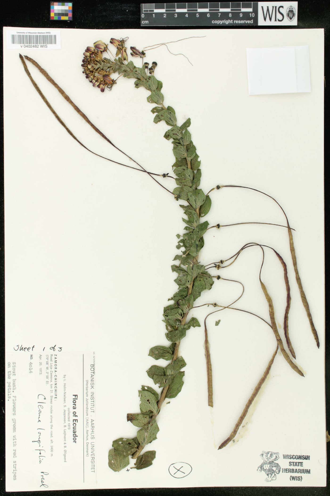 Cleome longifolia image