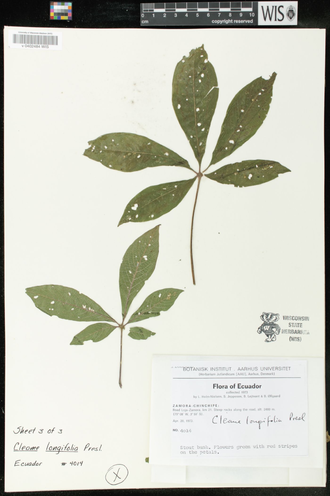 Cleome longifolia image