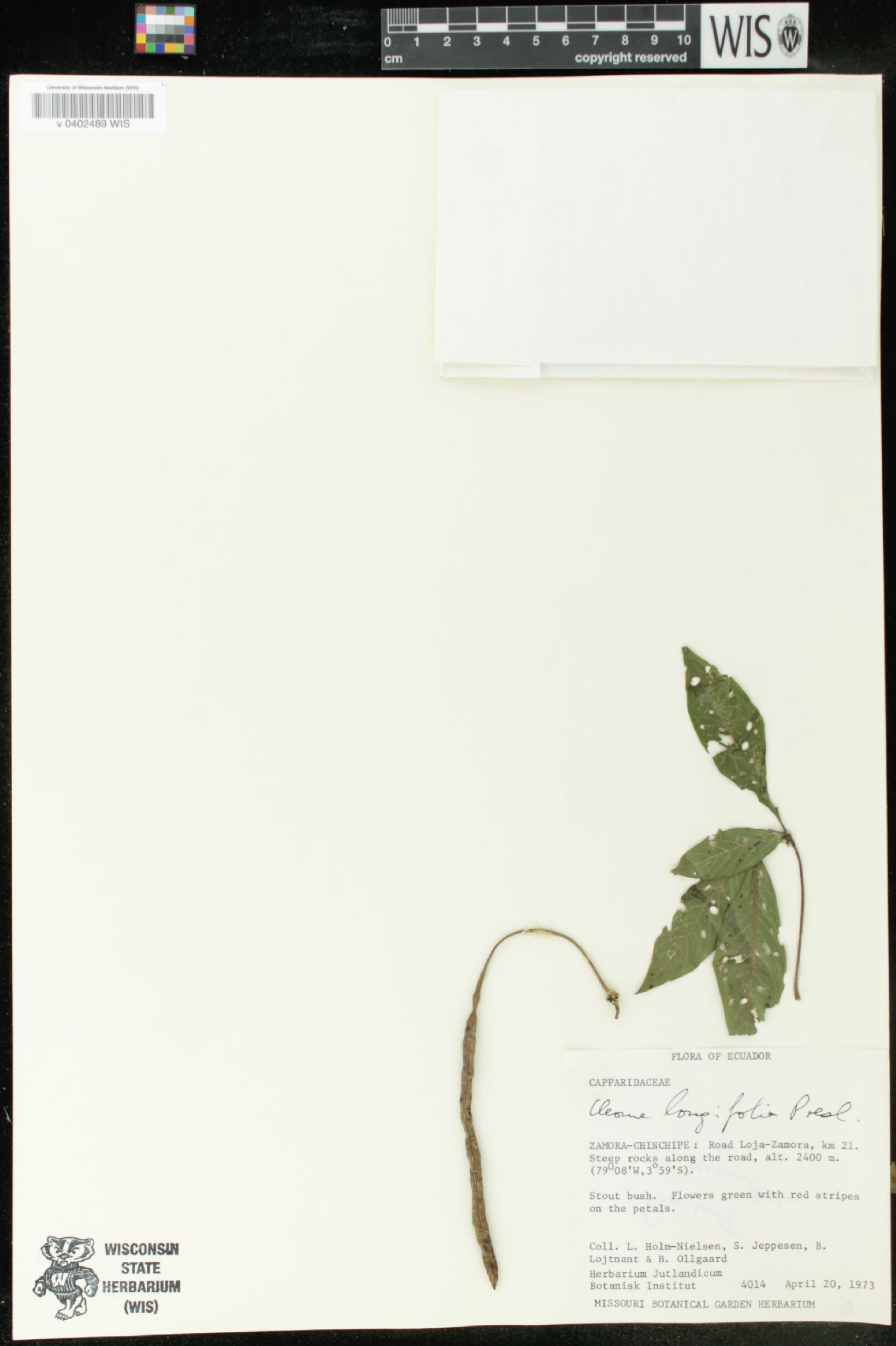 Cleome longifolia image