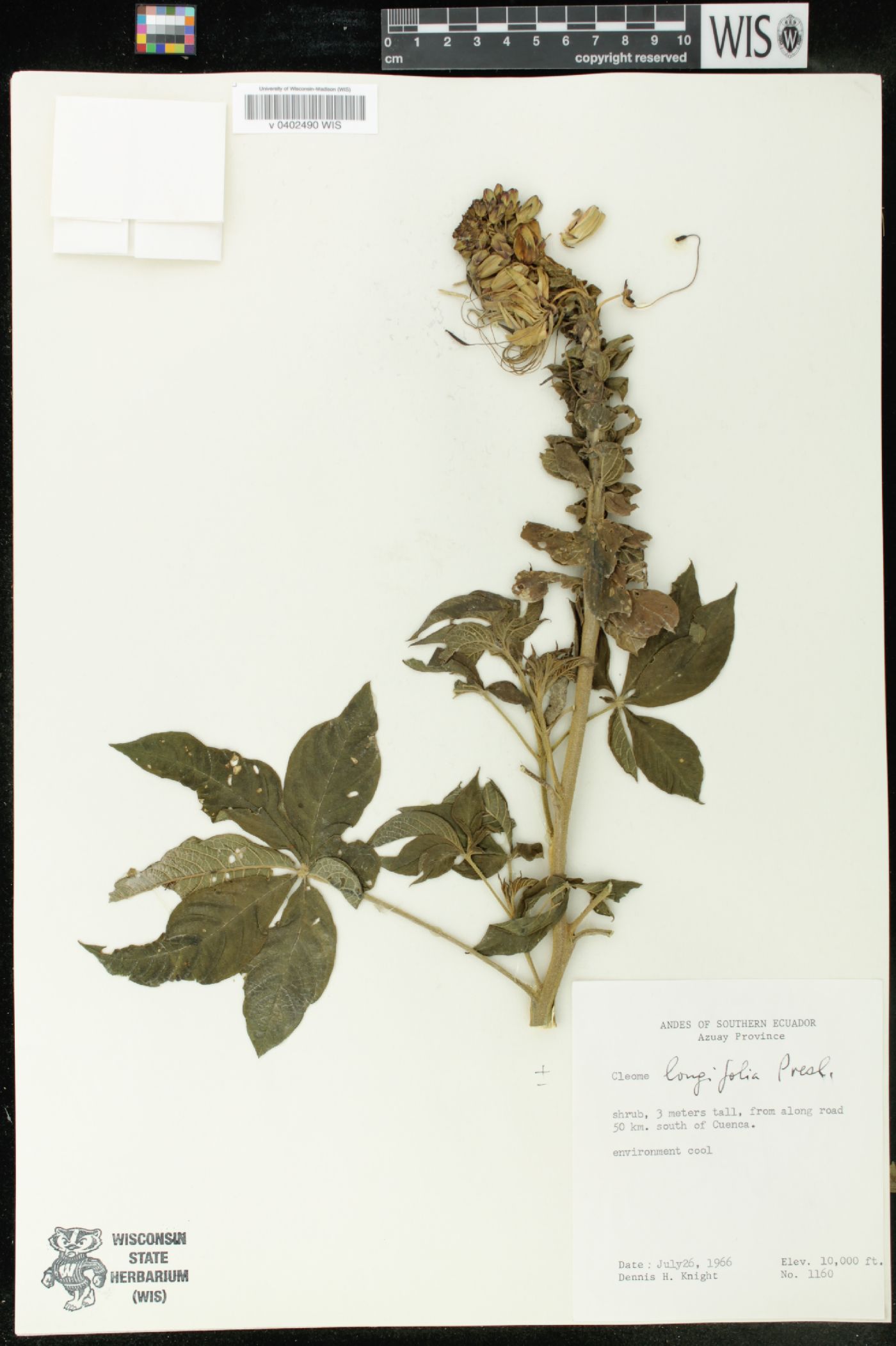 Cleome longifolia image