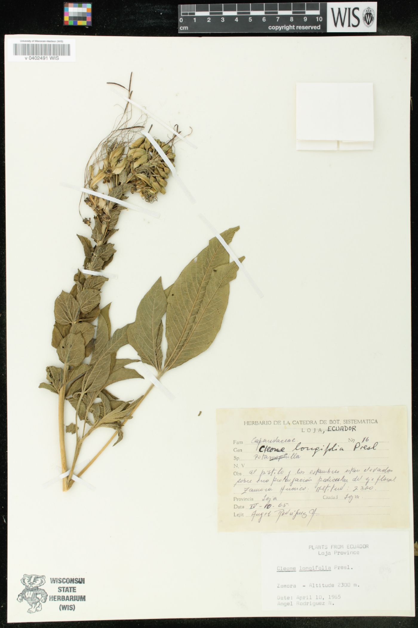 Cleome longifolia image