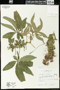 Cleome longifolia image