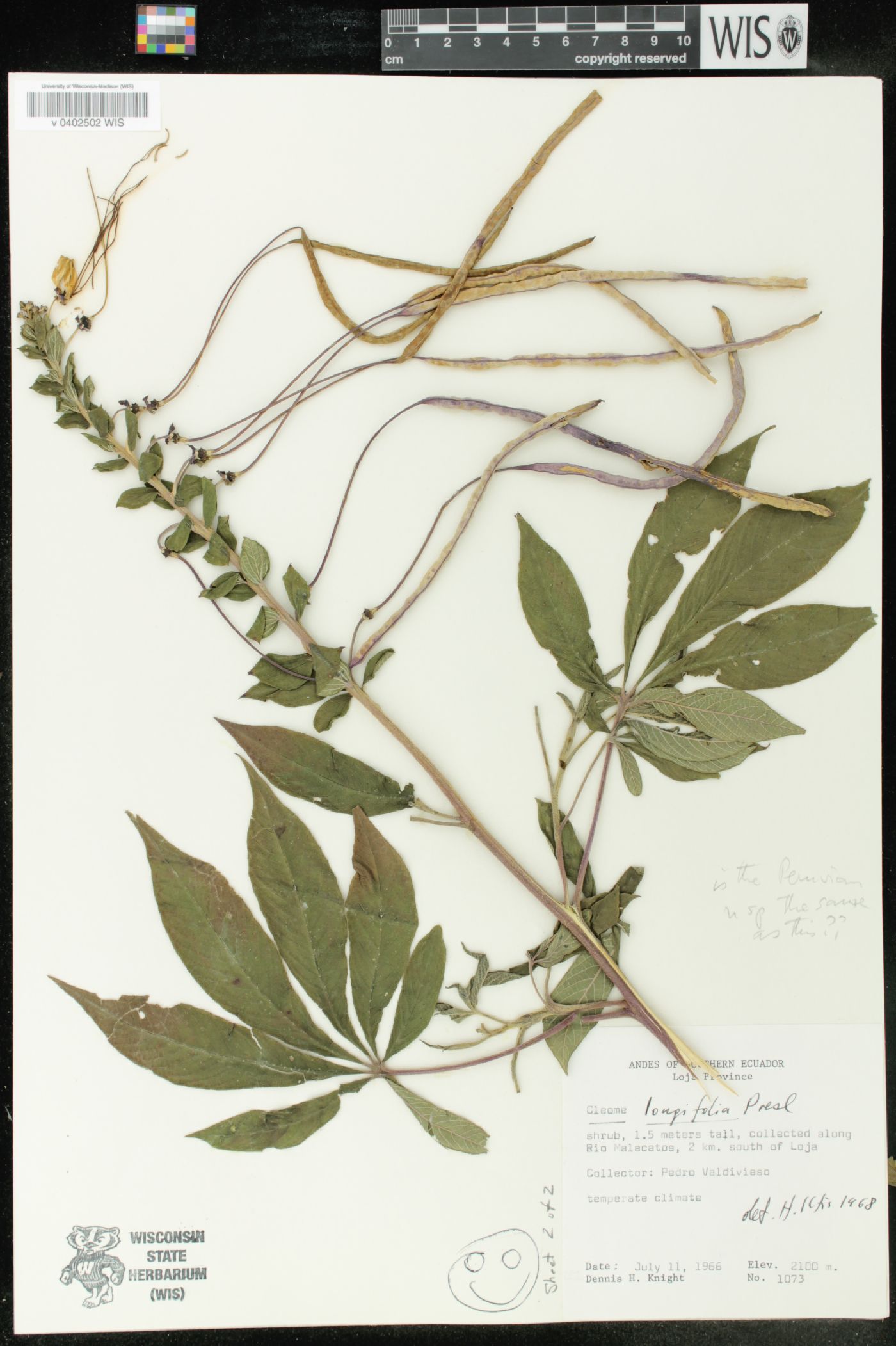 Cleome longifolia image