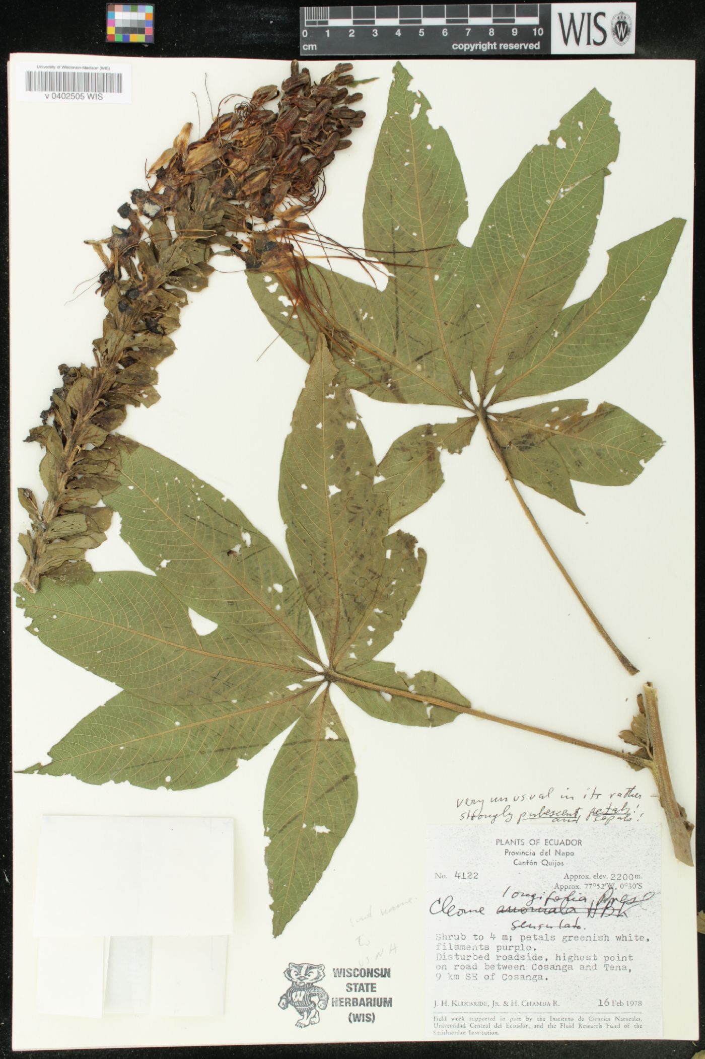 Cleome longifolia image