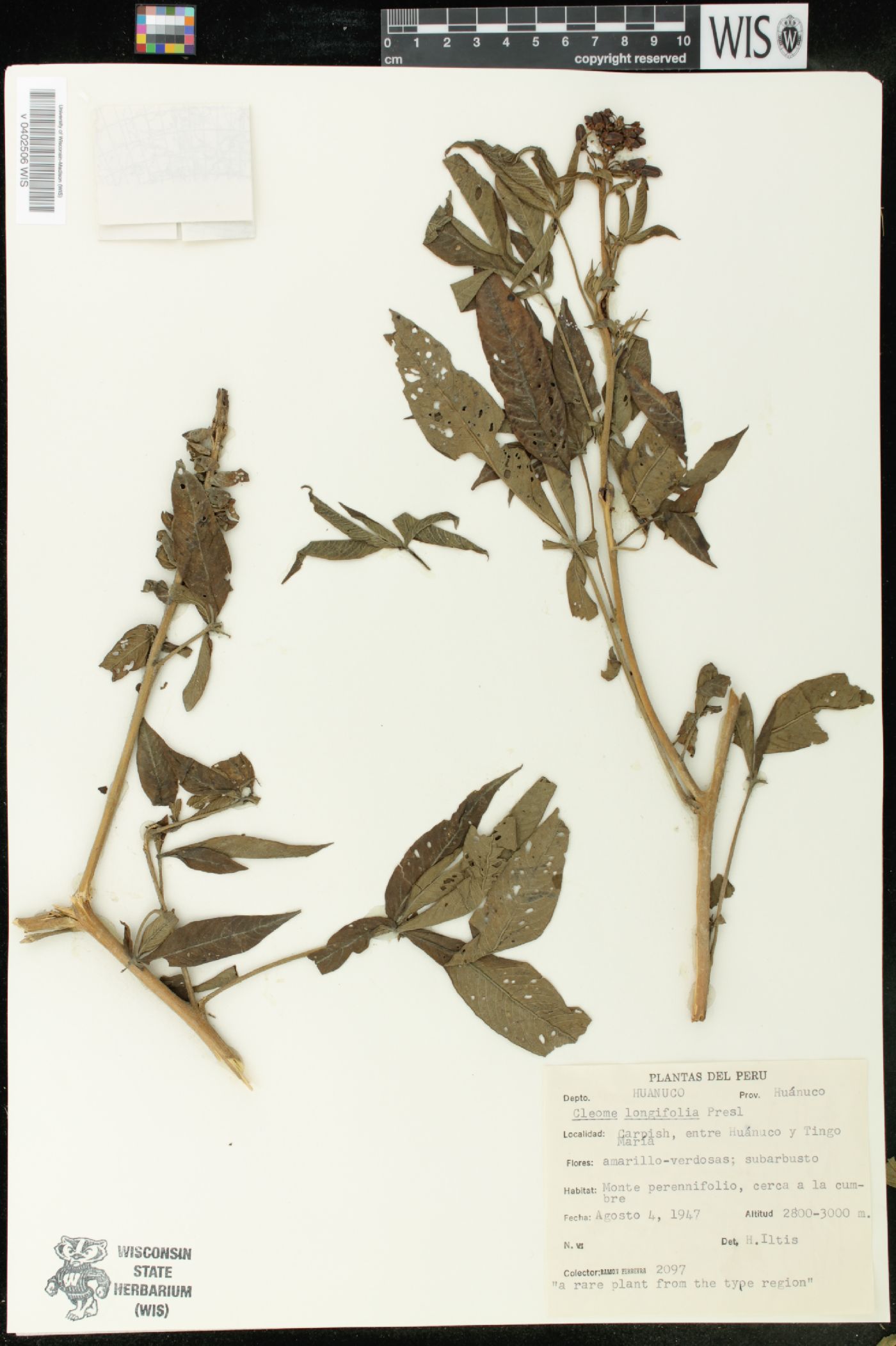 Cleome longifolia image