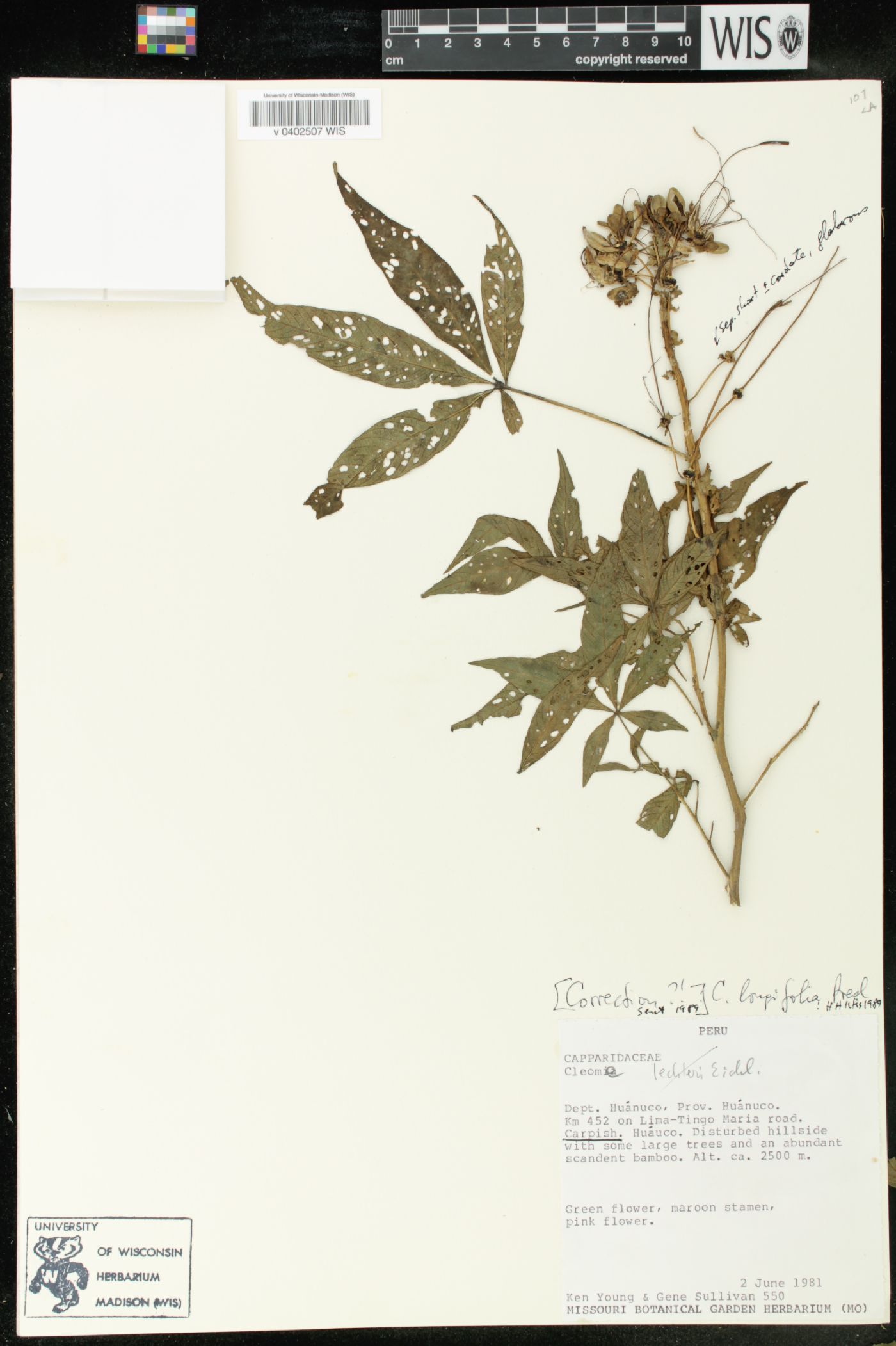 Cleome longifolia image