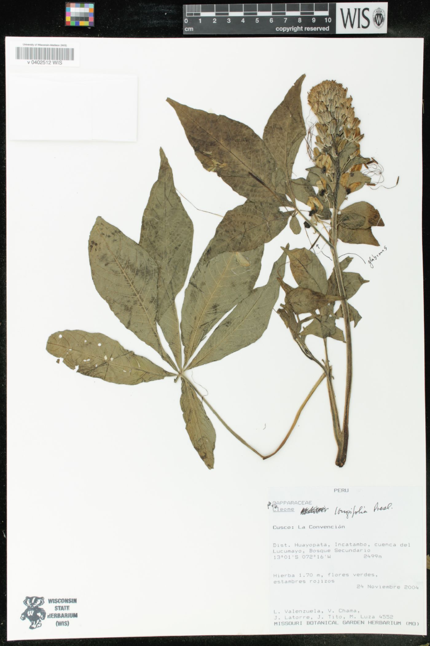 Cleome longifolia image