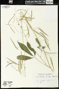 Cleome pilosa image