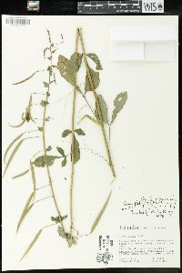 Cleome pilosa image