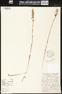 Spiranthes cernua image