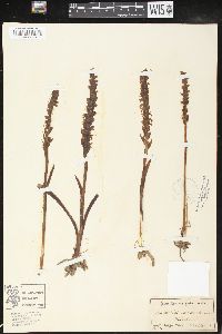 Spiranthes cernua image