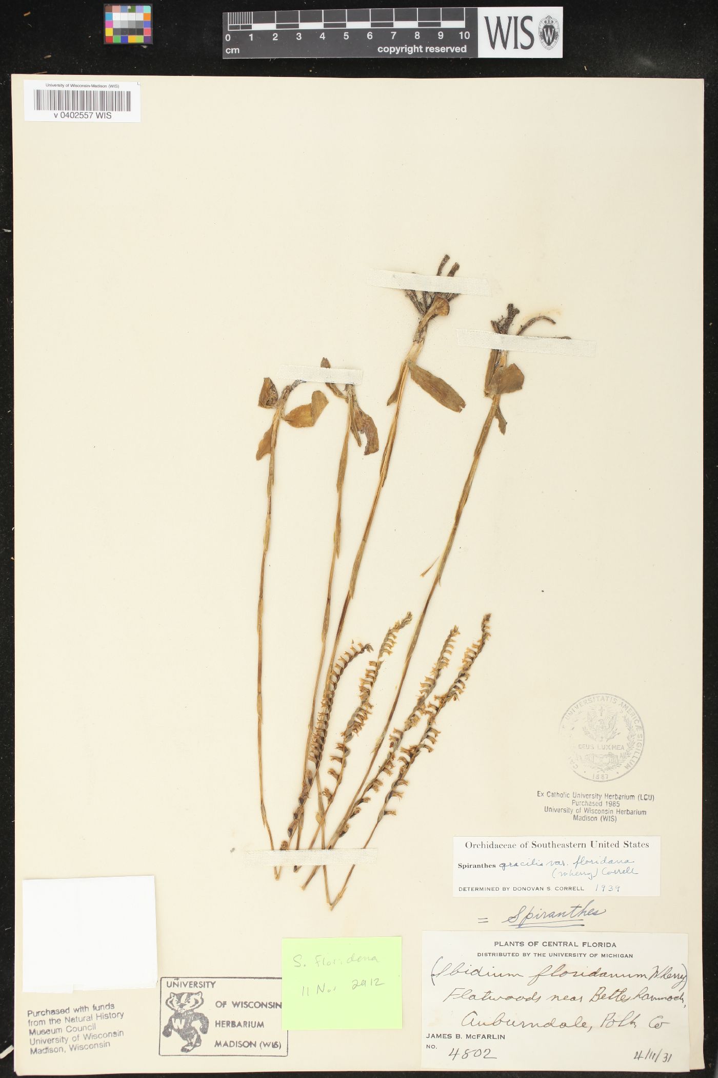 Spiranthes floridana image