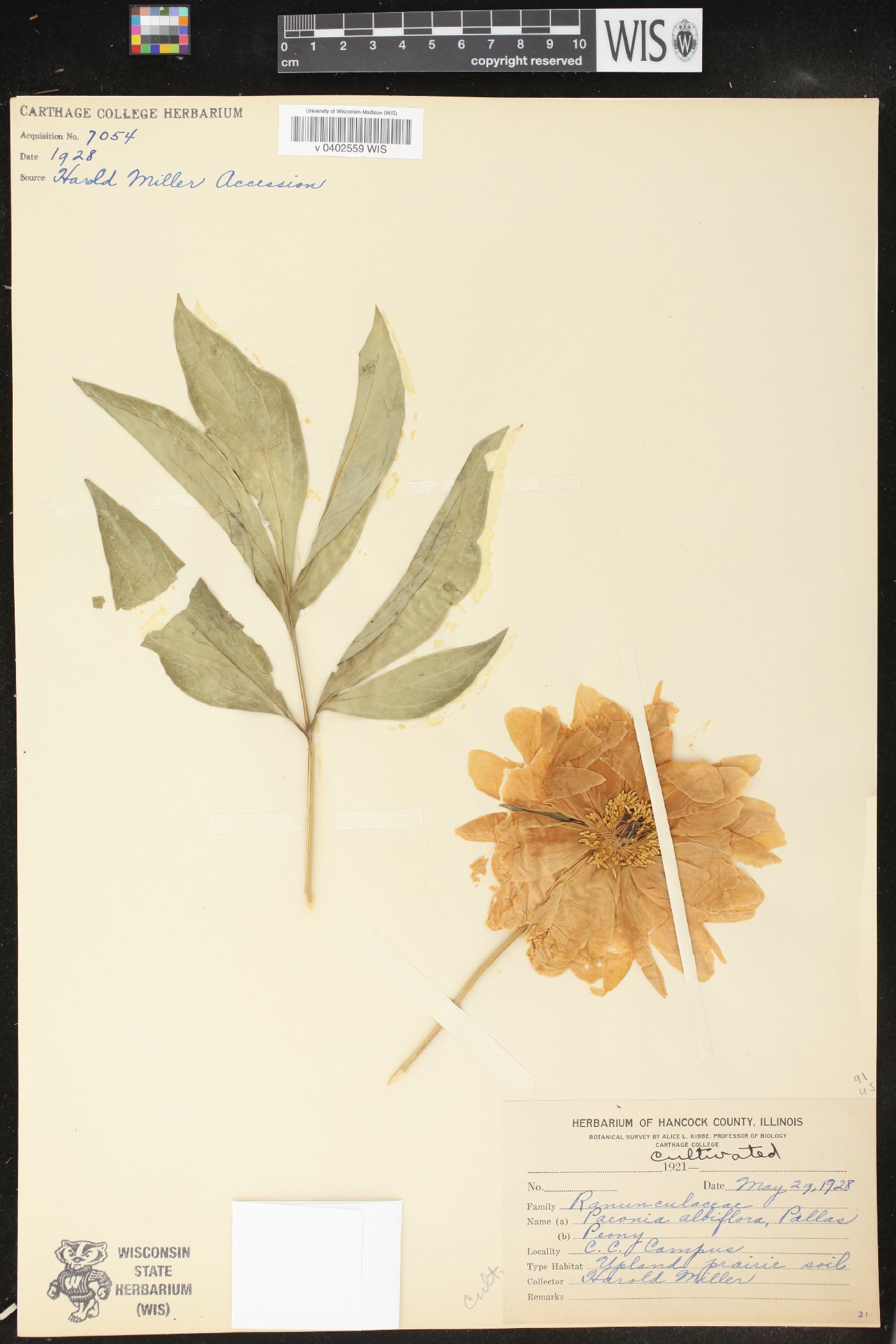 Paeonia albiflora image