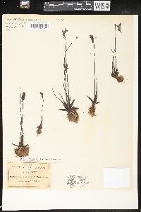 Pinguicula heterophylla image