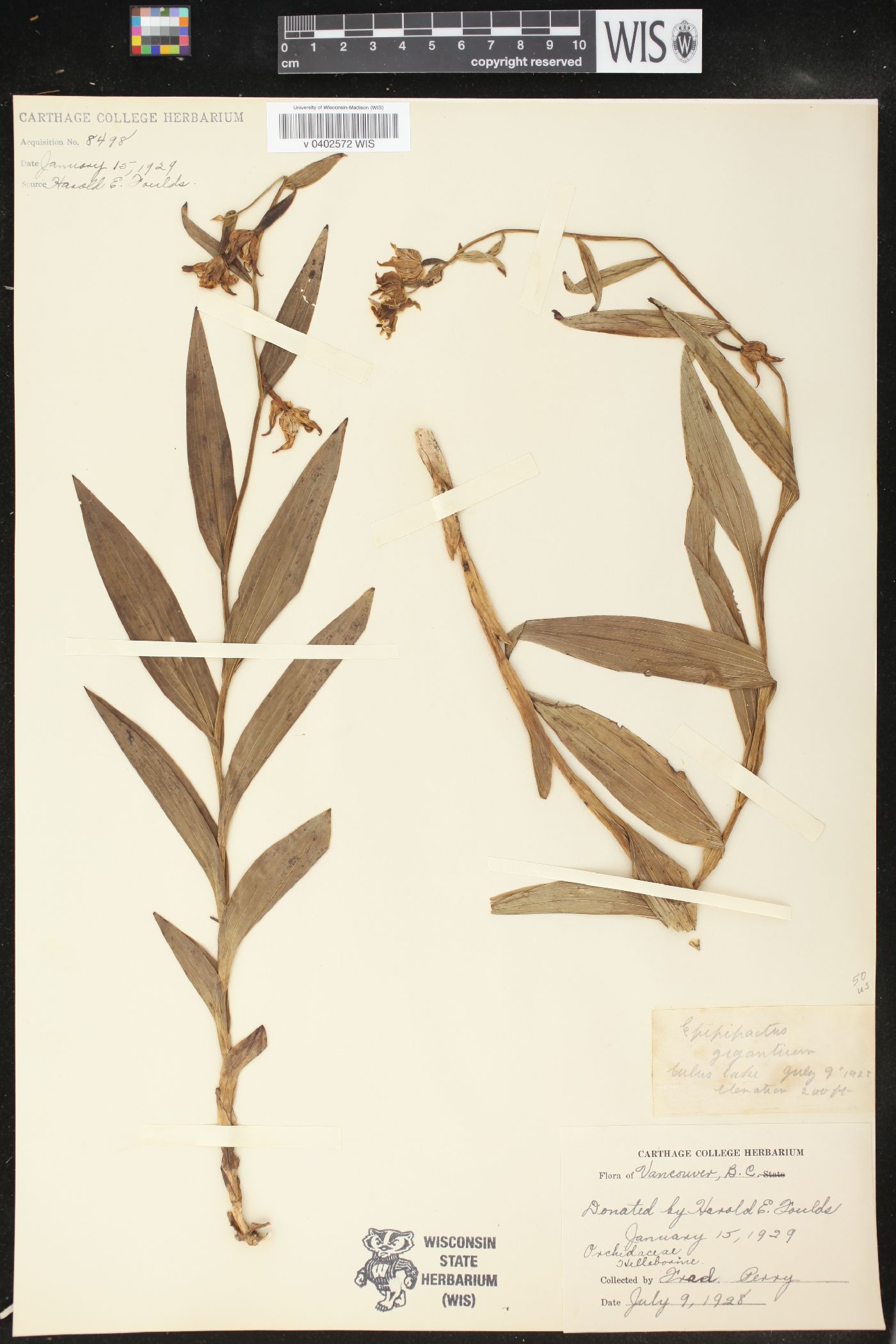 Helleborine image