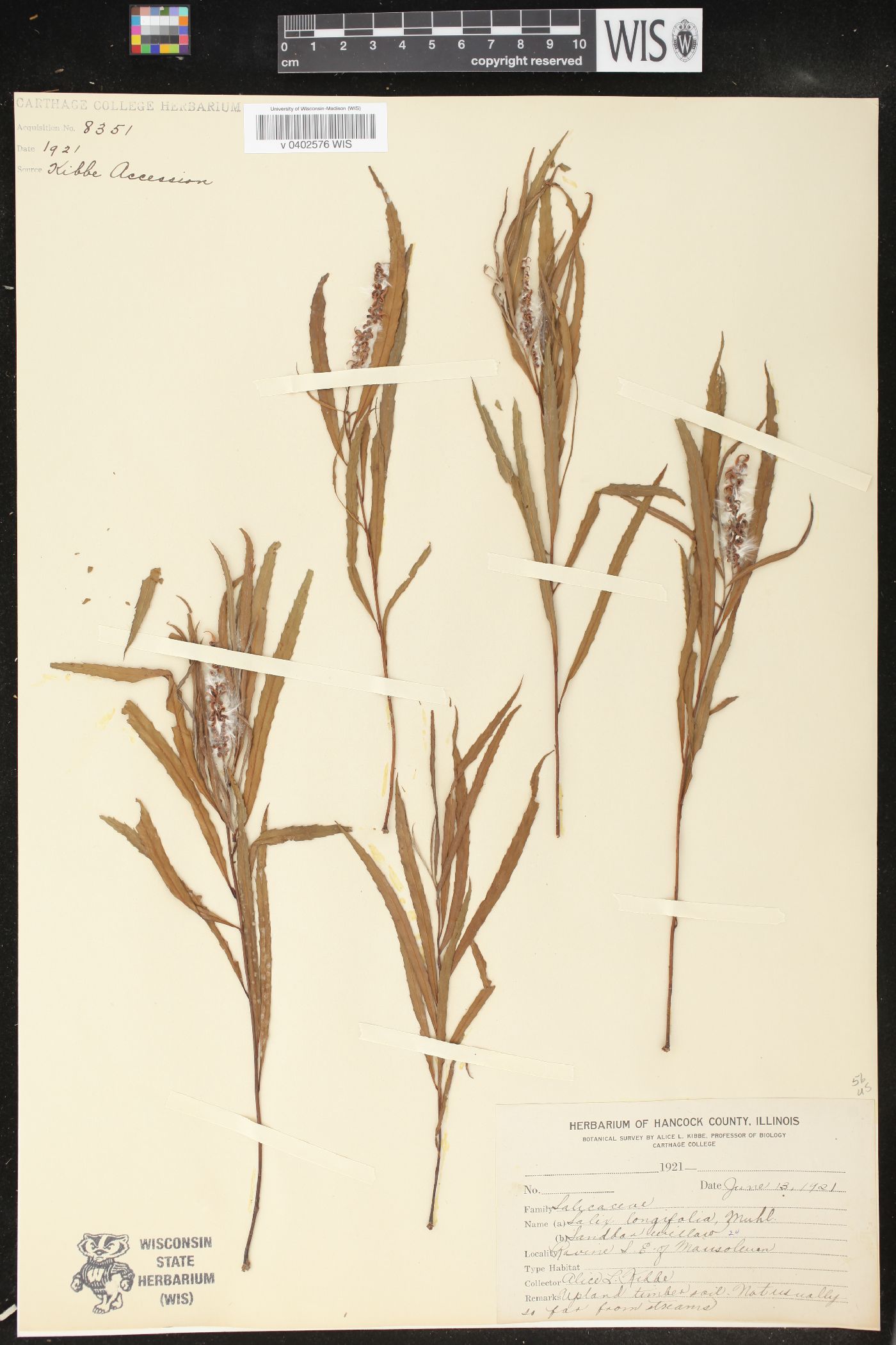 Salix longifolia image
